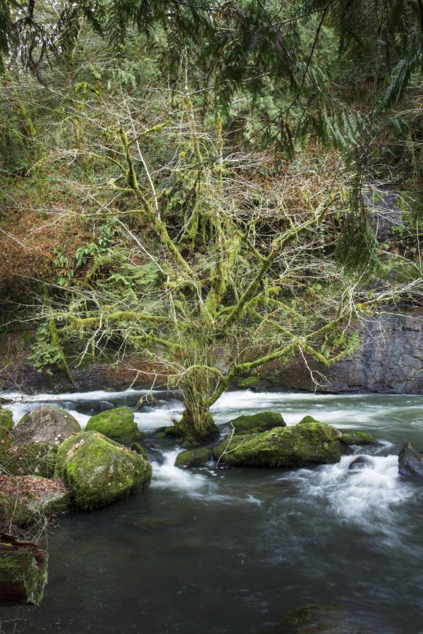 Lone tree in Lake Creek, Oregon