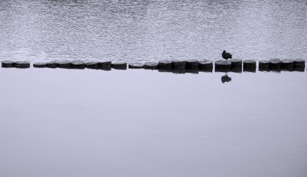 Lonely Duck