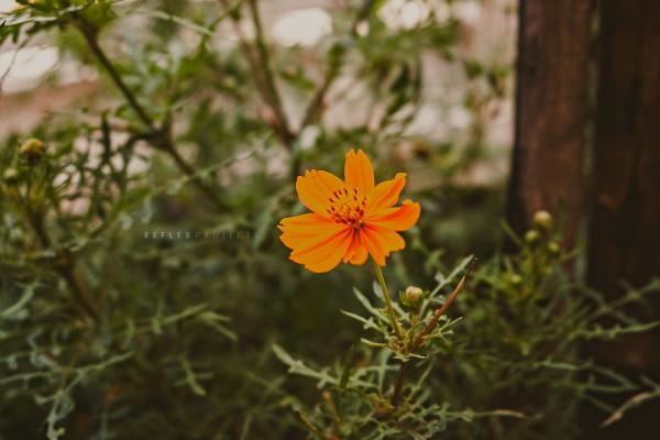 Lonely flower, lonely life