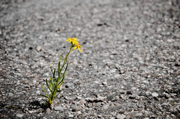 Lonely flower