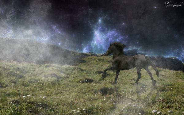 Lonely Horse