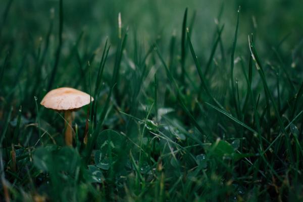 Lonely mushroom