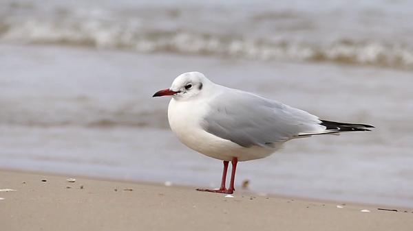 Lonely Seagull