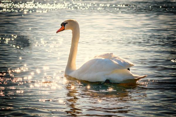 Lonely Swan