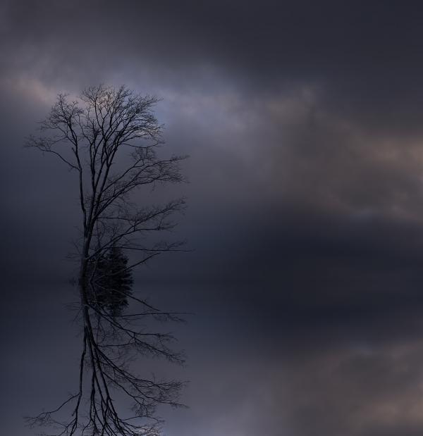 Lonely Tree
