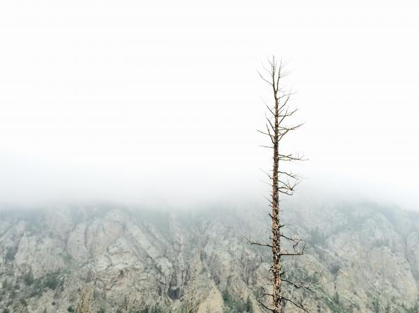 Lonely Tree