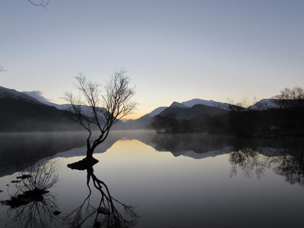 Lonely Tree Reflection
