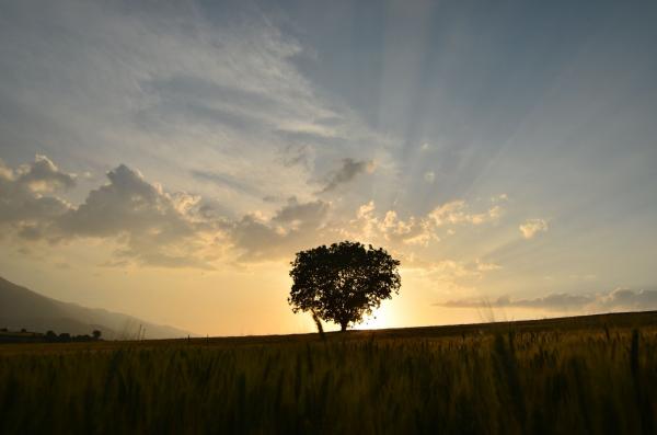 Lonely Tree Comfort