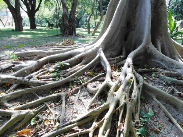 Long Tropical Tree Roots