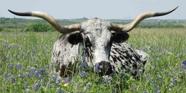 Longhorn Steer