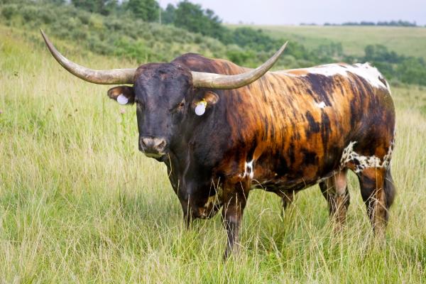 Longhorn Steer