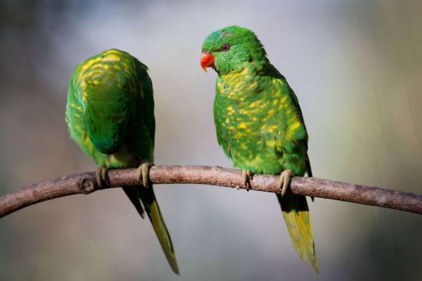 Lorikeet