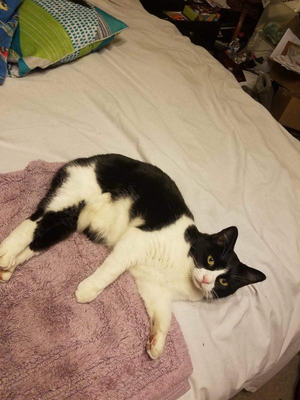 Lost kitty
