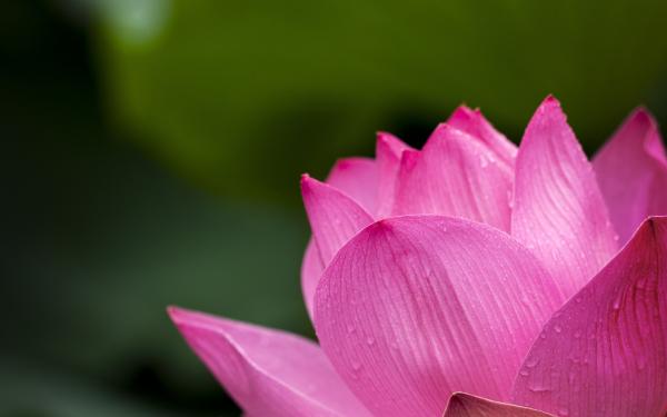 Lotus Flower Blooming during Daytime