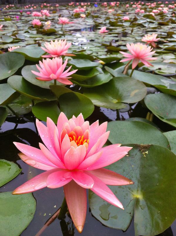 Lotus pond
