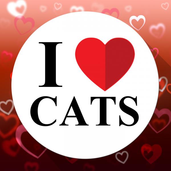 Love Cats Indicates Domestic Fabulous And Like Cat