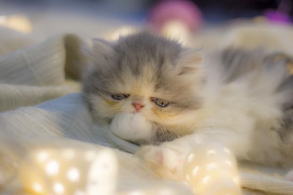 Lovely cat at Christmas