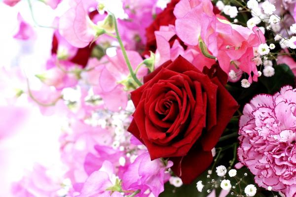 Lovely flowers
