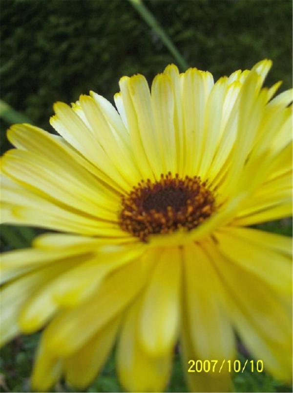 Loves Me Loves Me Not