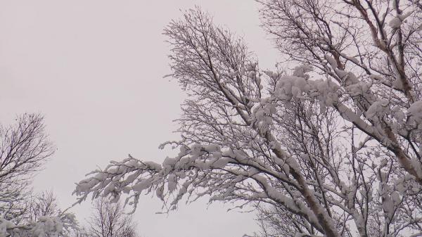 Snow covered branches
