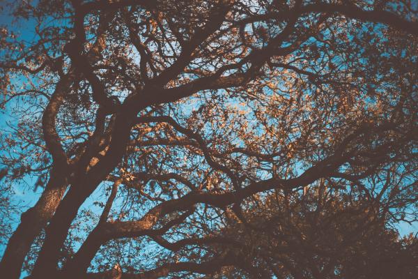 Low Angle Photography of Green Leaf Trees