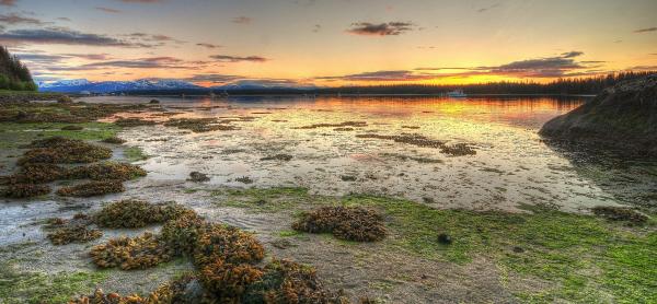Low Tide