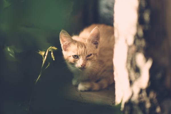 Loyal Pet Cat