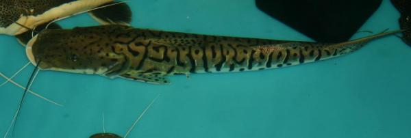Lumpy the Deformed TSN catfish