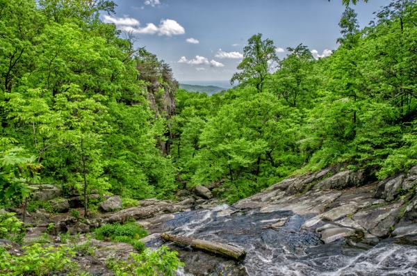 Lush Green