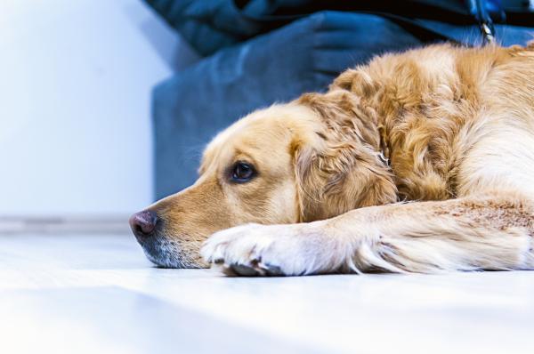 Lying Dog