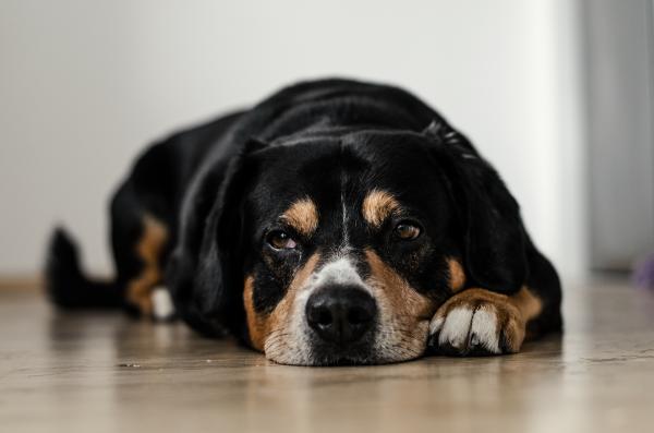 Lying Dog