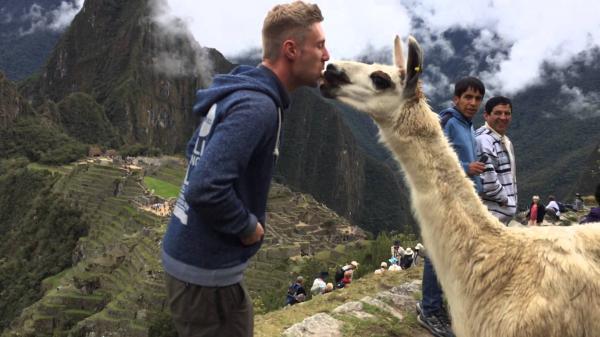 Machu Picchu Llama