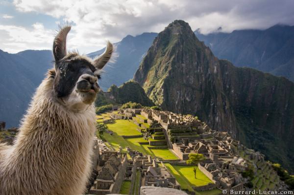 Machu Picchu Llama