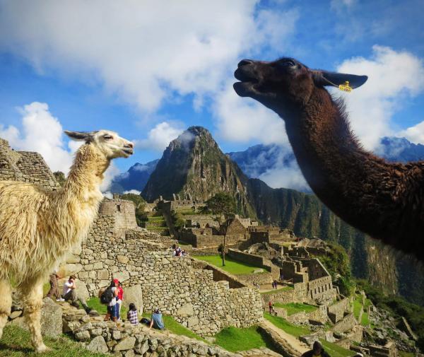 Machu Picchu Llama