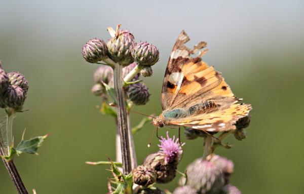 Macro Butterfly