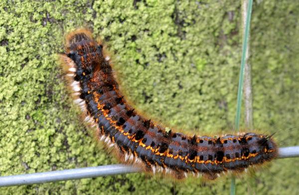 Macro Caterpillar