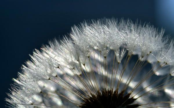Macro Dandelion