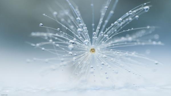 Macro Dandelion