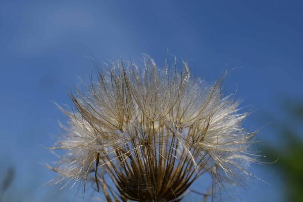 Macro Dandelion