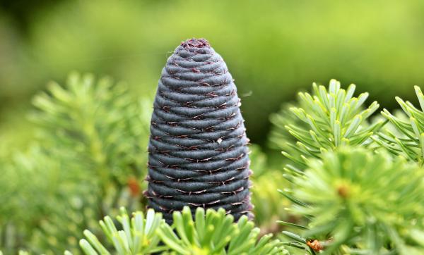 Macro Fir