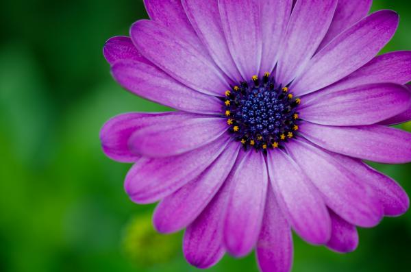Macro Flower Shot