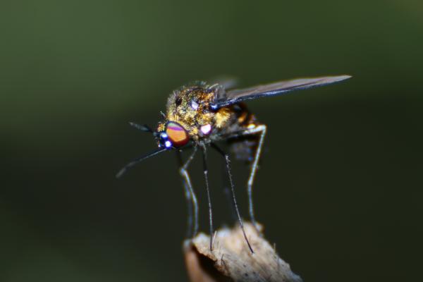 Macro Fly