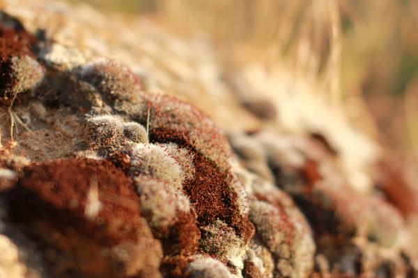 Macro of Seed Heads