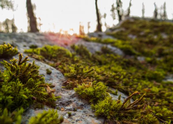 Macro path
