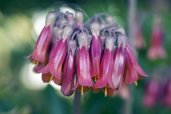 Macro Photo Purple Upside Down Flower