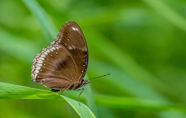 Macro Photography of a Butterfly