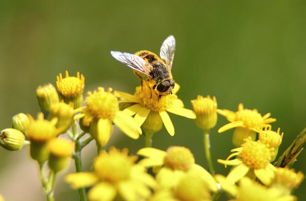 Yellow flower