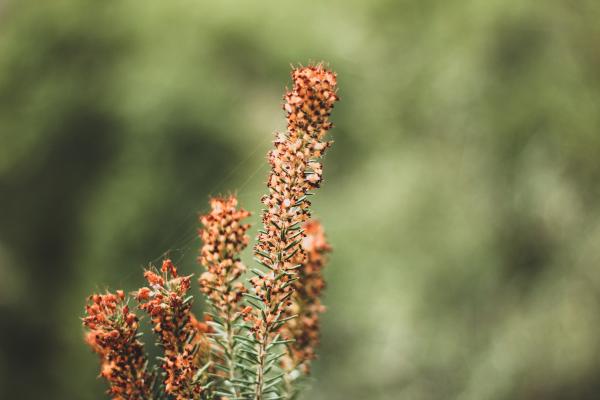 Macro Photography of Brown Flowers