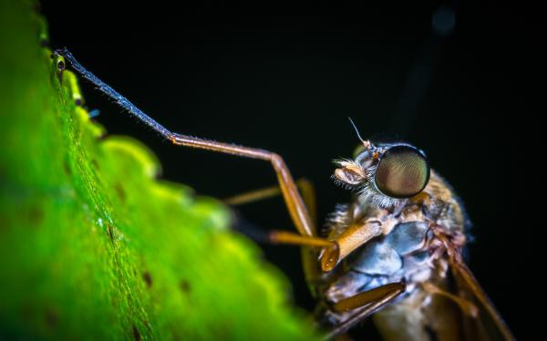 Macro Photography of Brown Mosquito
