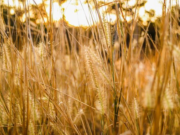 Macro Photography of Green Grass